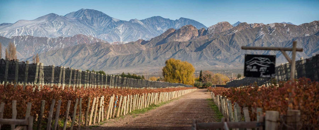 Best Argentinian Wine: The Top 5 Fine Wines You Must Try