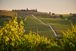 Italian Vineyard